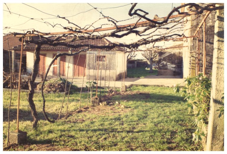 Garden with vine pergola in earlier years