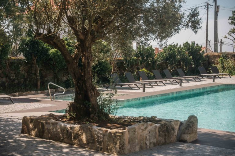 Olive tree next to the pool