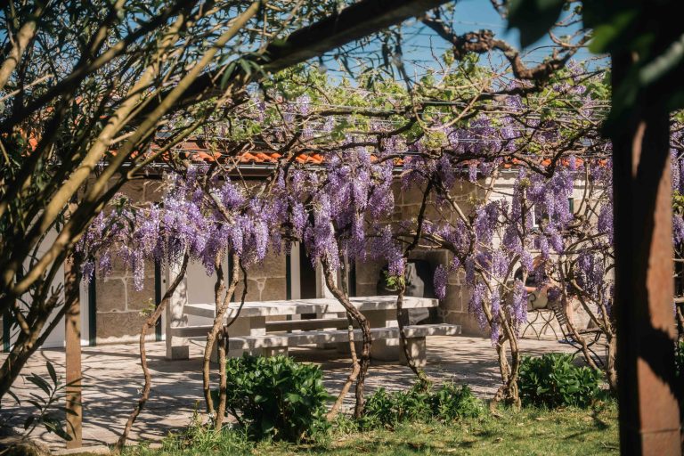 Wisteria over the pergola